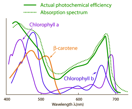 Plant light absorbtion spectrum