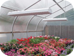 T5 grow light fixture in greenhouse